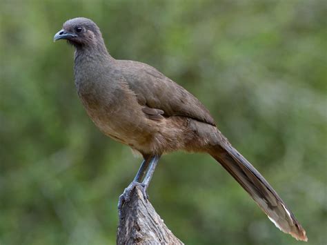 Plain Chachalaca - eBird