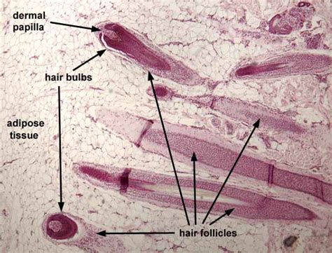 Histology at SIU