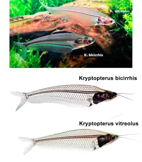 Ghost Glass Catfish – Detailed Guide: Care, Diet, and Breeding - Shrimp ...