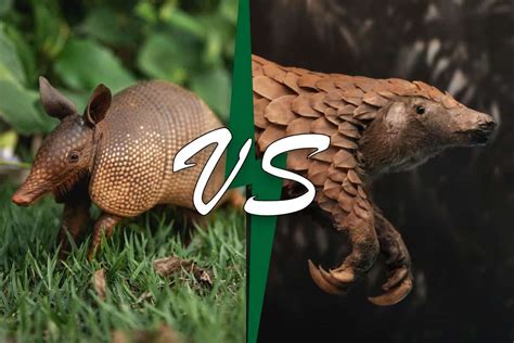 Pangolin Vs Armadillo: Key Differences Explained A-Z, 43% OFF