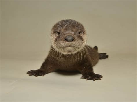 Baby River Otter