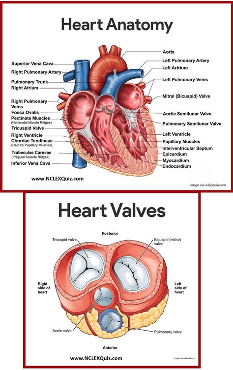 #nursingstudents | Cardiac nursing, Medical school studying, Medical ...