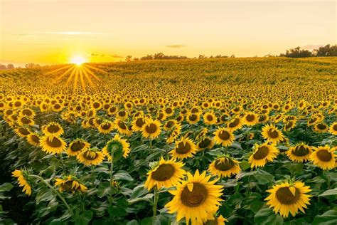 Visiting the Lesher Poultry Farm Sunflower Field in Chambersburg ...