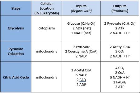 Citric Acid Cycle Input And Output