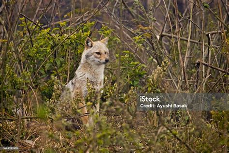 Indian Jackal Stock Photo - Download Image Now - Animal, Animal ...