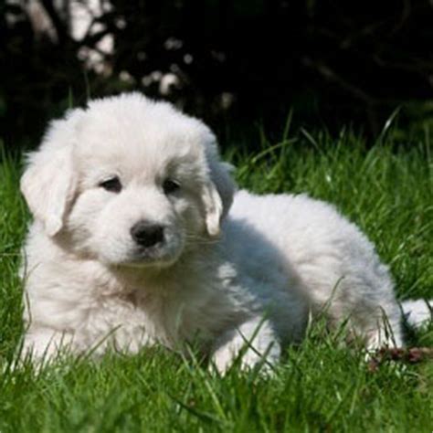 Polish Tatra Sheepdog Puppy - Pet Paw