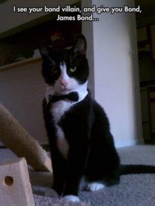 Our Favourite Tuxedo Cat Memes - Tuxedo Cat