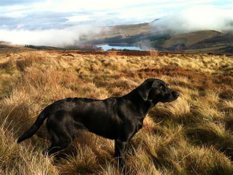 12 things to do with your dog in the Peaks