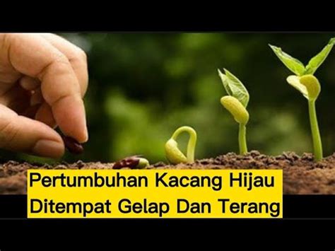 Pertumbuhan Kacang Hijau Ditempat Gelap Dan Terang - YouTube