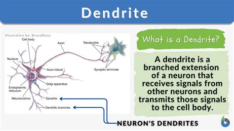 Dendrite - Definition and Examples - Biology Online Dictionary