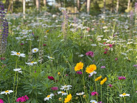 Wildflower Meadows - MainStay Landscape