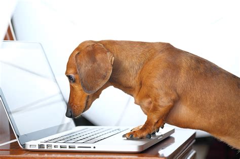 Images Laptops Dachshund Dogs animal