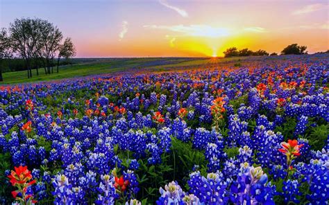 Texas Bluebonnets Wallpaper | Indian paintbrush, Texas bluebonnets ...