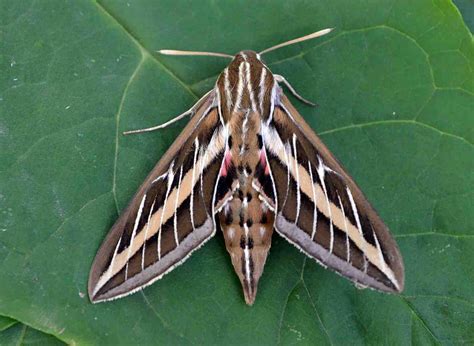 The Deceptive Sphinx Moth's Big Summer In Wisconsin | WisContext