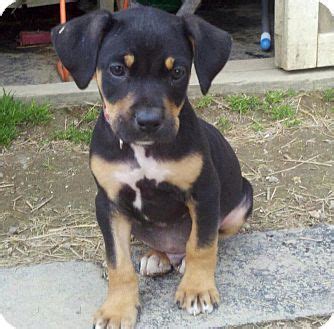 Rottweiler/Hound | Rottweiler mix, Rottweiler mix puppies, Rottweiler