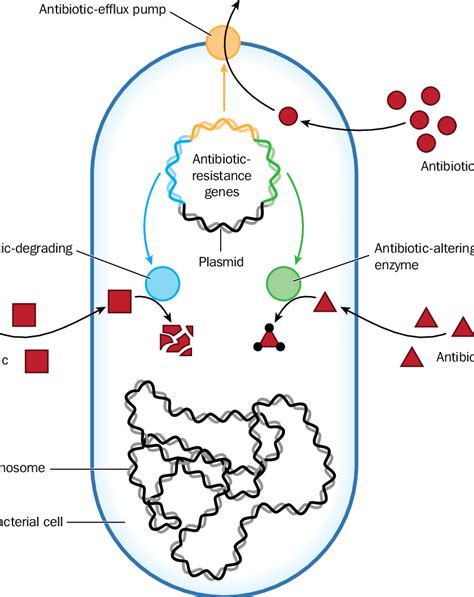 Mechanisms of antibiotic resistance in bacteria | Download Scientific ...