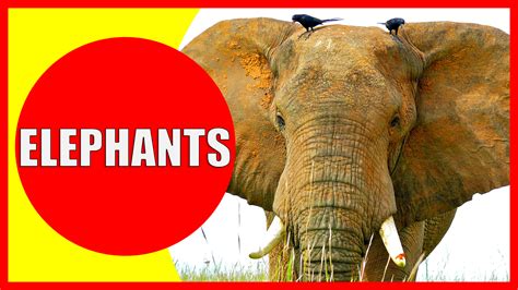 Elephant Facts for Kids - Information about Elephants - Kiddopedia