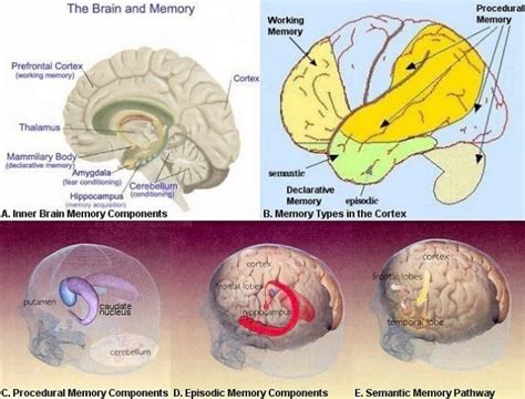 Declarative Memory Chart