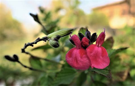 Living Rootless: El Paso: UTEP: Pink Flowers