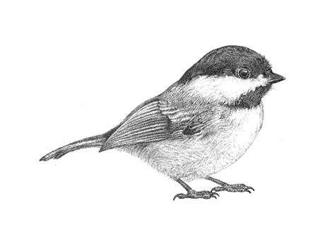 Chickadee Drawing at PaintingValley.com | Explore collection of ...