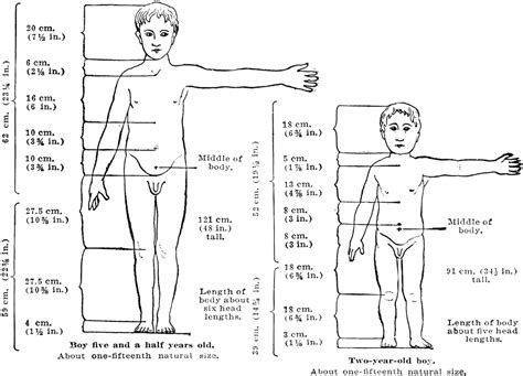 Proportions of a Healthy Child's Body at 2 and 5 Years of Age | ClipArt ETC