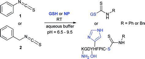 Reactivity of the isothiocyanate group with cysteine and lysine. For ...