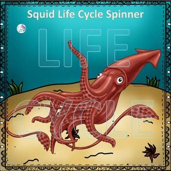 Squid (Life Cycle Spinner) by Donna Thompson | Teachers Pay Teachers