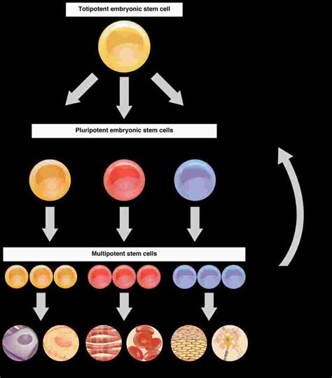 Cellular Differentiation | Anatomy and Physiology I