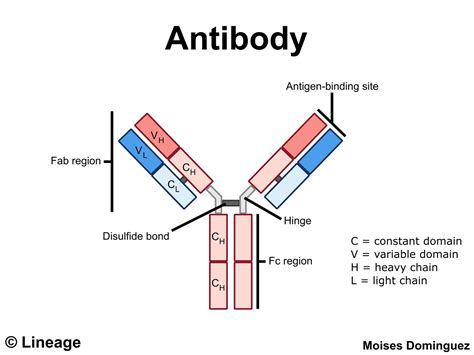 Antibodies - Immunology - Medbullets Step 1