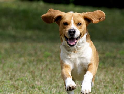 9 Science-Backed Reasons to Own a Dog : ScienceAlert