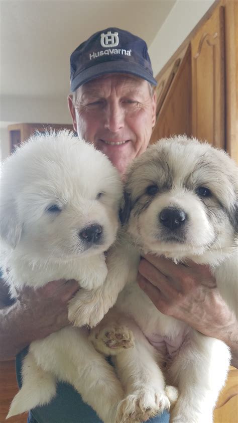 Purebred Great Pyrenees Puppies – Country Fresh Farms, LLC