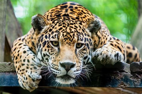 Jaguars Struggle For Survival - Wild Earth News & Facts