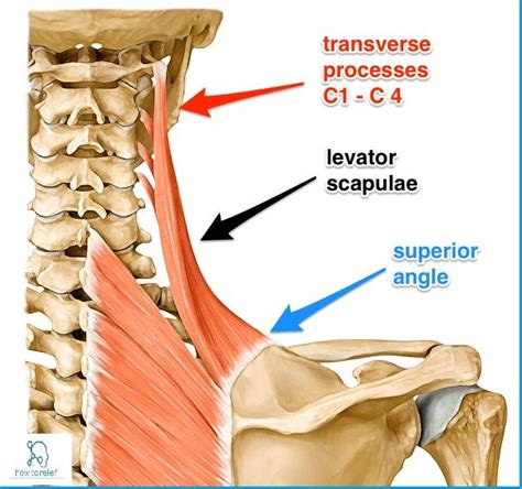 Levator Scapulae Muscle : Origin, Insertion, Nerve Supply & Action ...