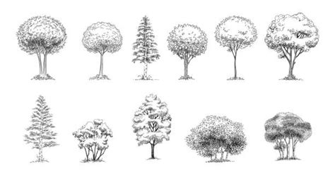 Trees Drawing Illustrations, Royalty-Free Vector Graphics & Clip Art ...