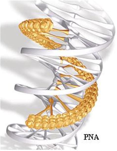 3D view of Peptide Nucleic acid | Download Scientific Diagram