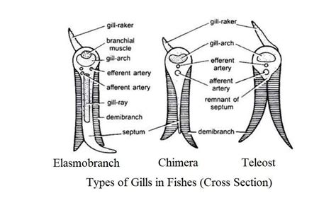 Respiration in Fish | Biology EduCare