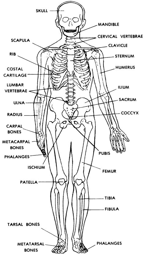 Diagram Of Human Skeletal System