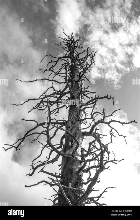 Black and white of dead tree Stock Photo - Alamy