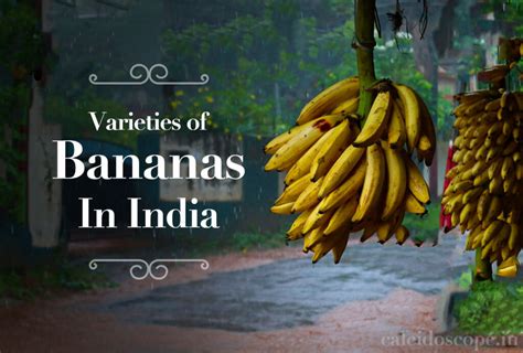 Important Types of Bananas in India