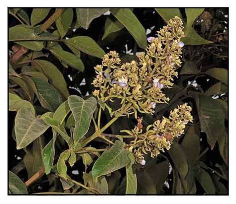 Molave, Vitex parviflora, SMALL-FLOWER CHASTE TREE: Philippine ...