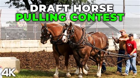 Draft Horse Pulling Contest at County Fair near Beaver Dam, Wisconsin ...