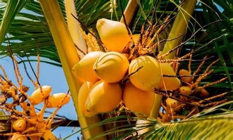 More than 12 Varieties of Coconut Grown across the World