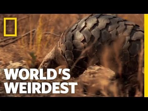 Pangolin walking on two legs and eating ants. : r/pangolins