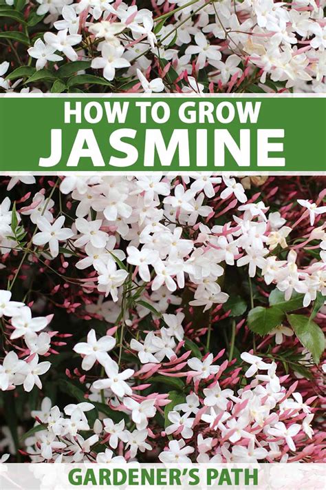 17 Types Of Jasmine Flowers Jasmine Plant Varieties, 41% OFF