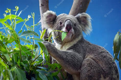 Premium Photo | Koala eating Eucalyptus leaves.