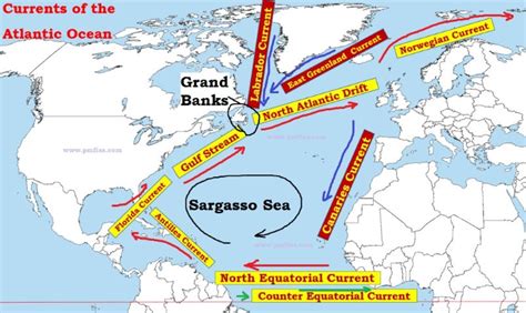 North Atlantic Ocean Currents Map - ocean wildlife