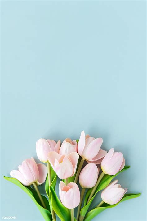 Download premium image of Pink tulip on blank blue background template ...