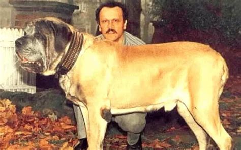 Zorba Dog - The English Mastiff & Worlds Biggest Dog