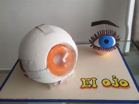 Maqueta ojo humano | Maquetas de escuelas, Manualidades educativas ...