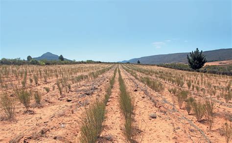 Rooibos: good production management key to higher yields